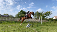 Vente de poney