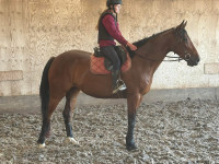 Vente de cheval : Java 