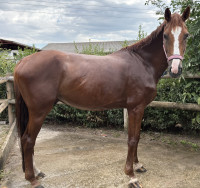 Vente de cheval : Lucky Boys 