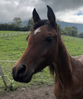 Vente de cheval : Akin