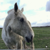 Vente de cheval : Elyse des sagnes 