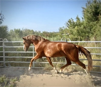 Vente de cheval : Notre Dame