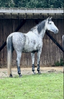 Vente de cheval : KANTAOR DU GAN EDEN