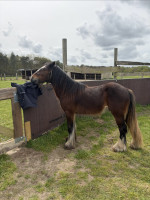 Vente de cheval : Orion
