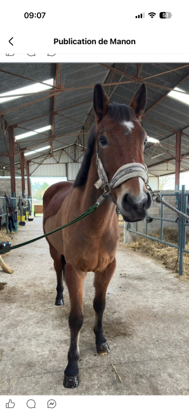 Vente de cheval : Mistral 