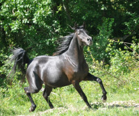 Vente de cheval : Fawziia