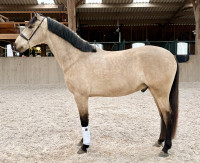 Vente de cheval : Majestaad Cel