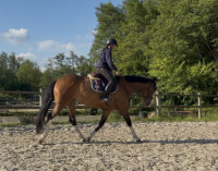 Vente de cheval : Lady Luck du Sud