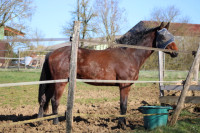 Vente de cheval : NOVAK DES SAULCIS