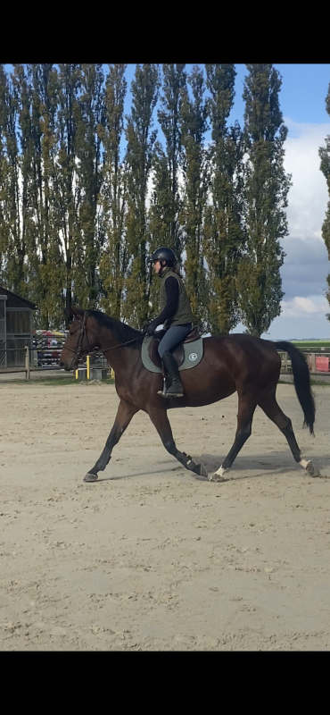 Vente de cheval : Like me bertaucourt 