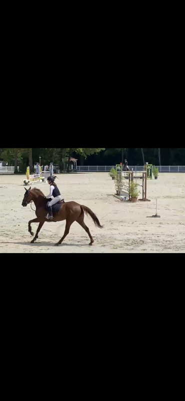Vente de cheval : Like you bertaucourt 