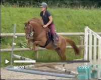 Vente de poney