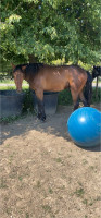 Vente de cheval : Jongleur de larre 