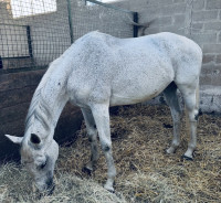 Vente de cheval : Bea viva 