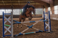 Vente de poney