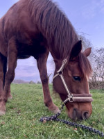 Vente de cheval : V�Mirage