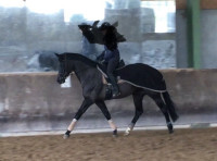 Vente de cheval : Cynara