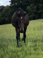 Vente de cheval : Aventure