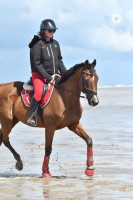 Vente de cheval : Fly Law