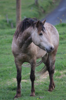 Vente de poney