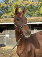 Vente de cheval : Mo�ra