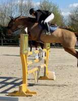 Vente de cheval : Hethel du Patton