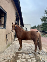 Vente de cheval : 