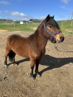 Vente de poney