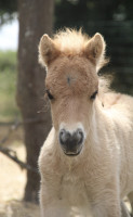 Vente de poney