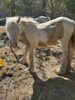 Vente de cheval : Pallas Athena