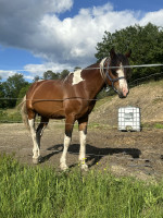 Vente de cheval : Kandjar