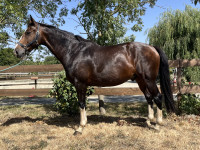 Vente de cheval : Heaven d�Hermet