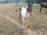Vente de cheval : Paquerette