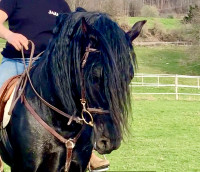 Vente de cheval : EMBRUJIO