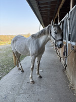 Vente de cheval : Anaam 