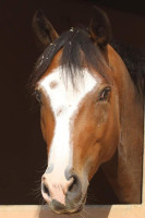 Vente de cheval : G�ronimo de Beaucance