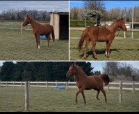 Vente de cheval : Montana el fayad