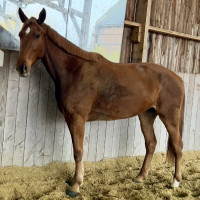 Vente de cheval : Jolie Star Blonde