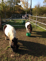 Vente de poney