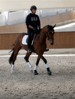 Vente de cheval : Sentinelle Plus