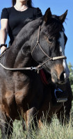 Vente de cheval : PHV King of Heart