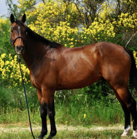 Vente de cheval : Demon de Massignac 