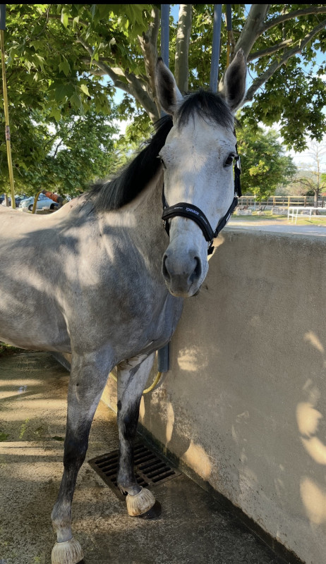 Vente de cheval : Fiume 
