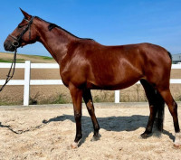 Vente de cheval : Clo�