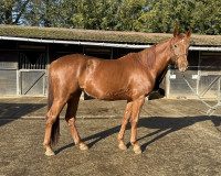 Vente de cheval : Mo�ra