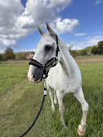 Vente de cheval : Durpazo siglavy elfes