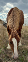 Vente de cheval : Pyr�n�es de Brioulet