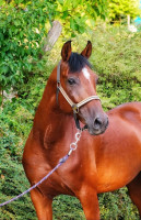 Vente de cheval : Maeso