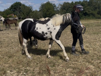 Vente de poney