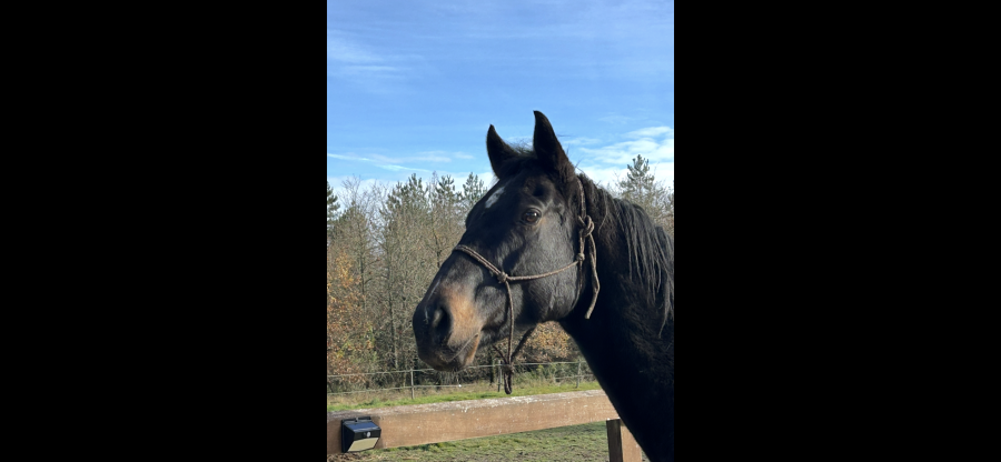 Vente de cheval : Denham Black 